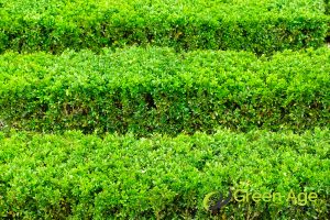 quality-hiring-professional-hedge-trimming-services-vs-diy-what-you-need-to-know-hedge-trimming-greenage-landscaping-services-singapore