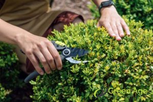 shrub-care-what-are-the-common-landscaping-service-packages-for-residential-properties-landscaping-services-greenage-landscaping-services-singapore