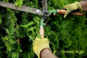 trimming-hedge-top-5-common-mistakes-to-avoid-when-doing-diy-hedge-trimming-greenage-landscaping-services-singapore