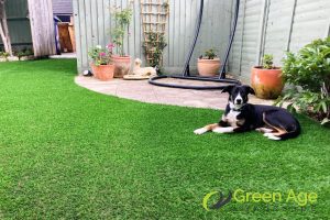 use-a-deodorizer-10-tips-to-extend-the-lifespan-of-your-fake-grass-greenage-landscaping-services-singapore