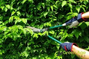 why-is-hedge-trimming-essential-the-ultimate-guide-to-professional-hedge-trimming-services-greenage-landscaping-services-singapore