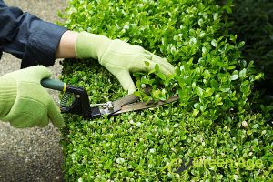 wrong-tool-top-5-common-mistakes-to-avoid-when-doing-diy-hedge-trimming-greenage-landscaping-services-singapore