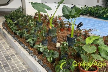 garden-maintenance-services-greenage-landscaping-services-singapore-condo-tiong-bahru-1