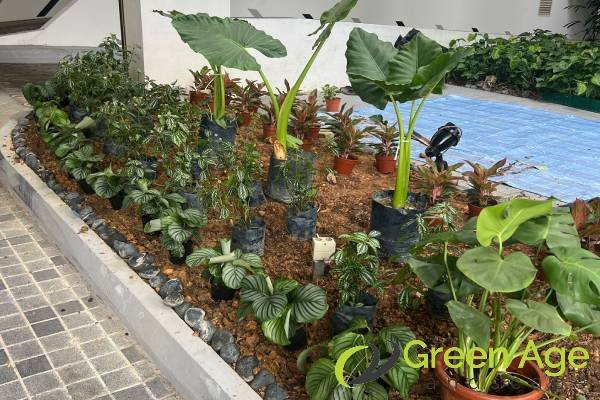garden-maintenance-services-greenage-landscaping-services-singapore-condo-tiong-bahru-1