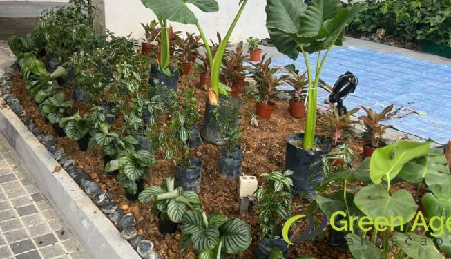 garden-maintenance-services-greenage-landscaping-services-singapore-condo-tiong-bahru-3