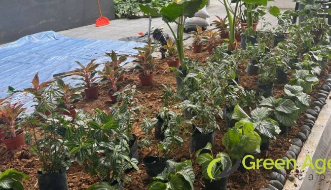 garden-maintenance-services-greenage-landscaping-services-singapore-condo-tiong-bahru-4