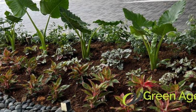 garden-maintenance-services-greenage-landscaping-services-singapore-condo-tiong-bahru-5