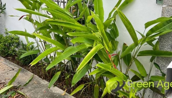 garden-maintenance-services-greenage-landscaping-services-singapore-landed-ang-mo-kio-2