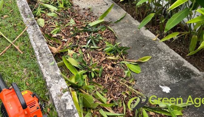 garden-maintenance-services-greenage-landscaping-services-singapore-landed-ang-mo-kio-4