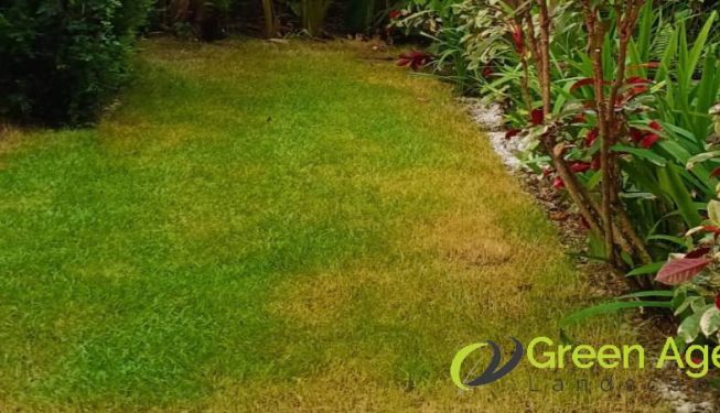 grass-cutting-services-greenage-landscaping-services-singapore-landed-bukit-timah-13