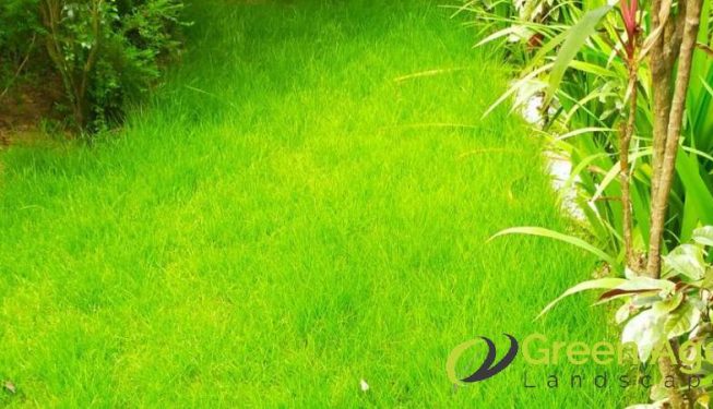 grass-cutting-services-greenage-landscaping-services-singapore-landed-bukit-timah-2