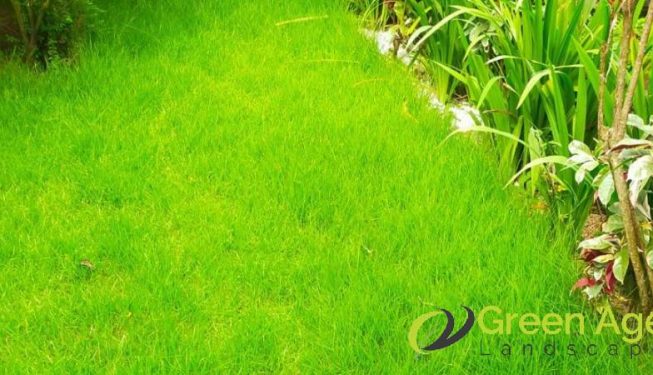 grass-cutting-services-greenage-landscaping-services-singapore-landed-bukit-timah-5