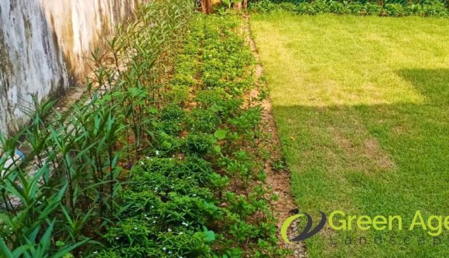 grass-cutting-services-greenage-landscaping-services-singapore-landed-bukit-timah-9