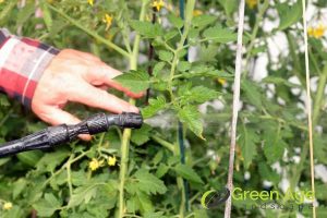 8 Ways To Ensure Sustainable Landscaping in Singapore 5 organic-pest-control-8-ways-to-ensure-sustainable-landscaping-greenage-landsaping-services-singapore
