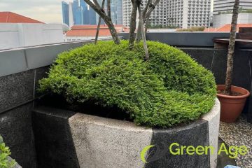 shrubs-trimming-services-greenage-landscaping-services-singapore-commercial-raffles-city-1