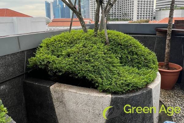 shrubs-trimming-services-greenage-landscaping-services-singapore-commercial-raffles-city-1