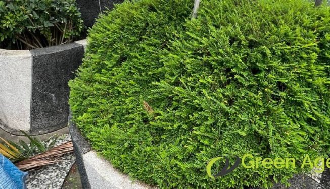 shrubs-trimming-services-greenage-landscaping-services-singapore-commercial-raffles-city-2
