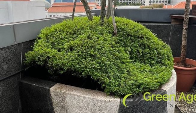 shrubs-trimming-services-greenage-landscaping-services-singapore-commercial-raffles-city-3