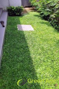 Cow Grass vs. Artificial Turf: Which is the Best Choice for Singapore Homes? 4 comfort-and-safety-cow-grass-vs-artificial-turf-which-is-the-best-choice-for-singapore-homes-cow-grass-greenage-landscaping-services-singapore