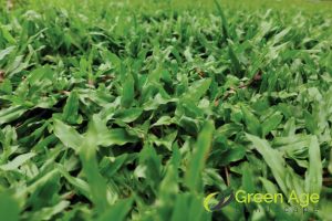 Cow Grass vs. Artificial Turf: Which is the Best Choice for Singapore Homes? 2 cost-cow-grass-vs-artificial-turf-which-is-the-best-choice-for-singapore-homes-cow-grass-greenage-landscaping-services-singapore