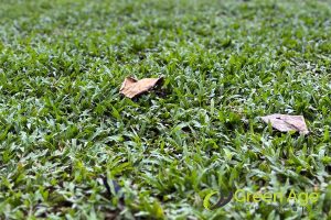 Cow Grass vs. Artificial Turf: Which is the Best Choice for Singapore Homes? 3 durability-cow-grass-vs-artificial-turf-which-is-the-best-choice-for-singapore-homes-cow-grass--greenage-cow-grass-singapore