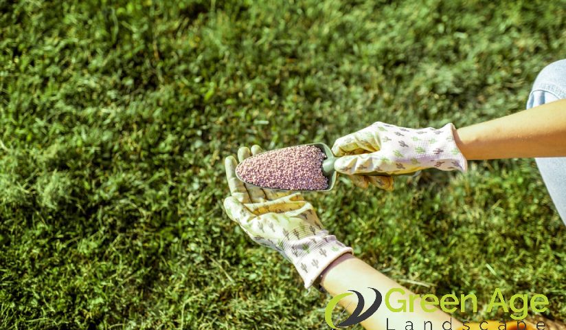 featured-cow-grass-fertilization-guide-4-essential-tips-for-singapore-homeowners-cow-grass-greenage-landscaping-services-singapore