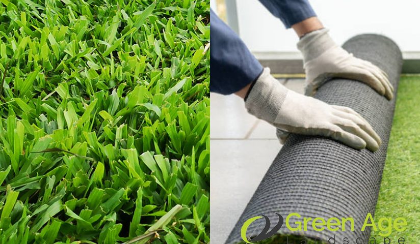 featured-cow-grass-vs-artificial-turf-which-is-the-best-choice-for-singapore-homes-cow-grass-greenage-landscaping-services-singapore