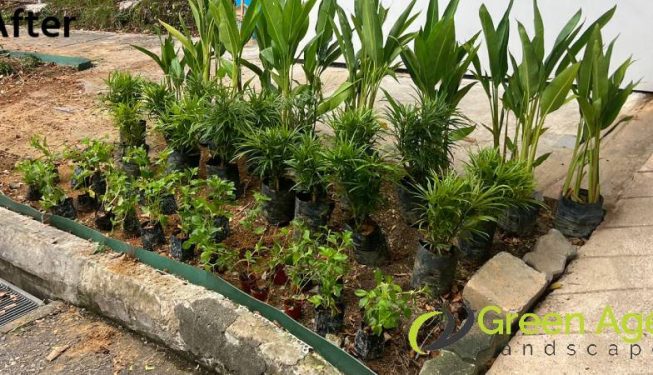 planting-services-greenage-landscaping-services-condo-tiong-bahru-10