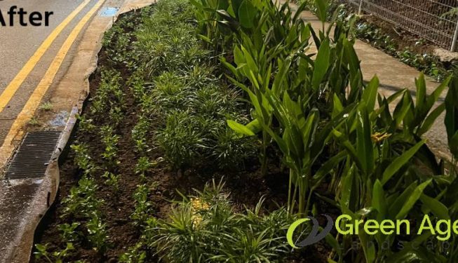 planting-services-greenage-landscaping-services-condo-tiong-bahru-5