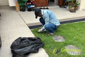Cow Grass Fertilization Guide: 4 Essential Tips for Singapore Homeowners 4 why-should-you-engage-a-professional-cow-grass-fertilization-guide-4-essential-tips-for-singapore-homeowners-cow-grass-greenage-cow-grass-singapore