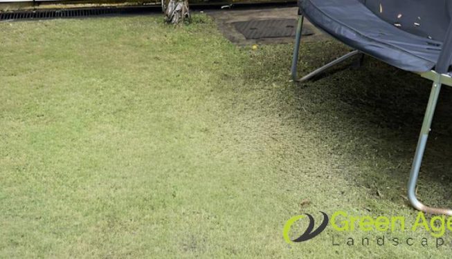 grass-cutting-services-greenage-landscaping-services-singapore-landed-tampines-2