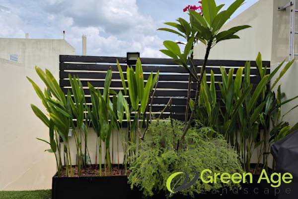 garden-maintenance-services-greenage-landscaping-services-singapore-landed-serangoon-1