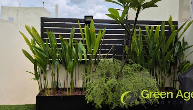 garden-maintenance-services-greenage-landscaping-services-singapore-landed-serangoon-2