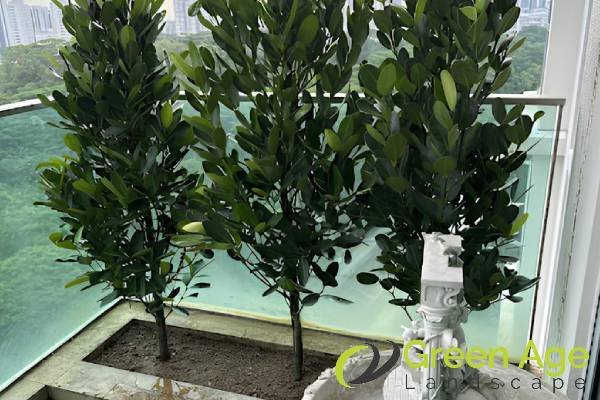 garden-maintenance-services-greenage-landscaping-services-singapore-landed-newton-1