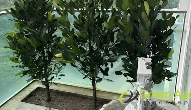 garden-maintenance-services-greenage-landscaping-services-singapore-landed-newton-2