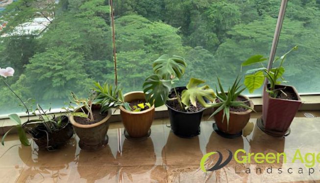 garden-maintenance-services-greenage-landscaping-services-singapore-landed-newton-3