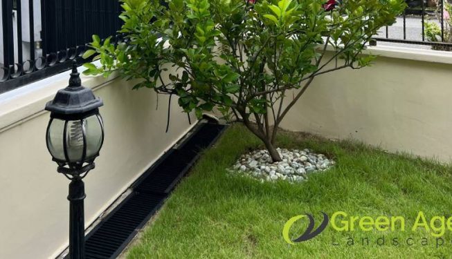 garden-maintenance-greenage-landscaping-services-singapore-landed-joo-chiat-terrace-1
