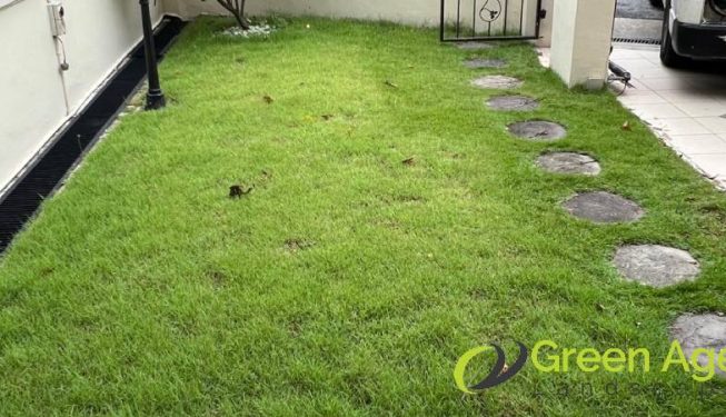 garden-maintenance-greenage-landscaping-services-singapore-landed-joo-chiat-terrace-4