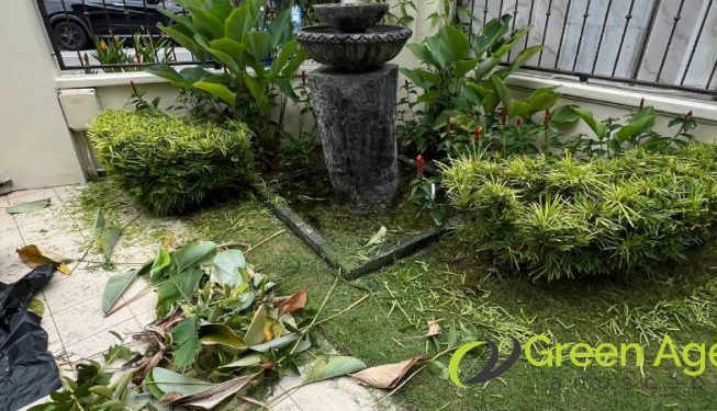 garden-maintenance-greenage-landscaping-services-singapore-landed-joo-chiat-terrace